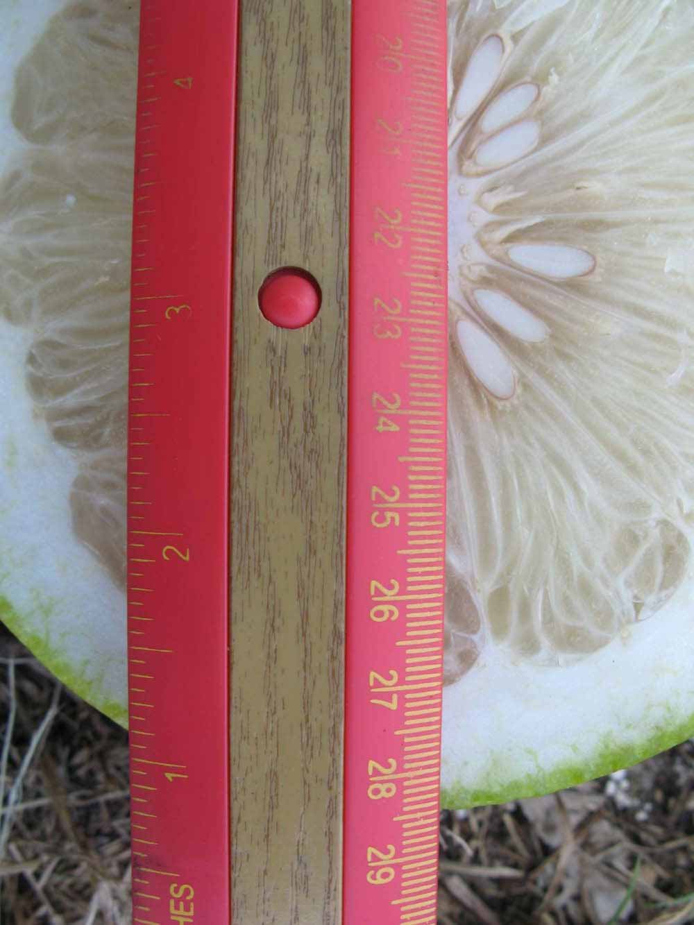                Fruit cross-section (Siamese, Winter Haven,   FL)       